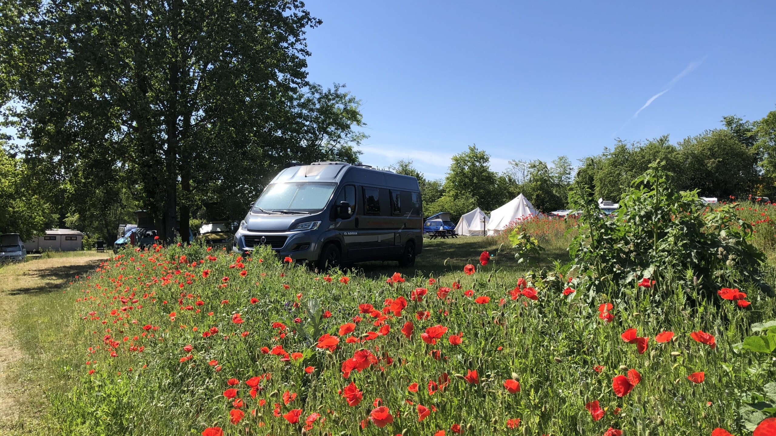 Wohnmobile vor einem Mohnblumenfeld